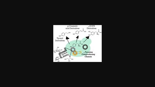 Yeast: A platform for the production of <sub>L</sub> -tyrosine derivatives.