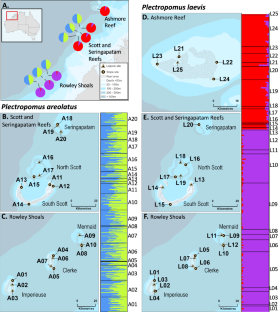 Sympatric species of coral trout (Plectropomus) show contrasting patterns of genomic structure across isolated atoll reefs