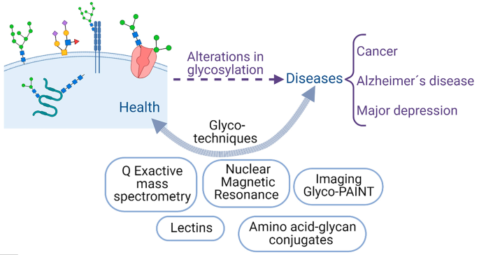 Proceedings of workshop: "Neuroglycoproteins in health and disease", INNOGLY cost action.