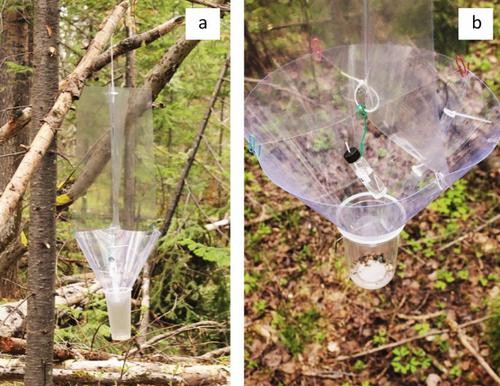 Identification of sex-specific compounds in the invasive four-eyed fir bark beetle Polygraphus proximus