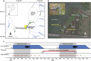 The first record of spawning-season homing of gin-buna crucian carp Carassius sp. to a lakeside biotope connected to Lake Biwa confirmed via acoustic telemetry and egg surveys