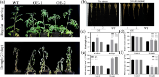 Interaction between SlMAPK3 and SlASR4 regulates drought resistance in tomato (<i>Solanum lycopersicum</i> L.).