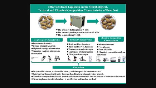 Effect of steam explosion on the morphological, textural, and compositional characteristics of betel nut