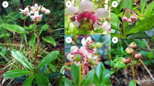 Chimaphila umbellata; a biotechnological perspective on the coming-of-age prince’s pine