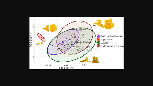 Flower size constrains reproductive potential in three Andean monkeyflower species