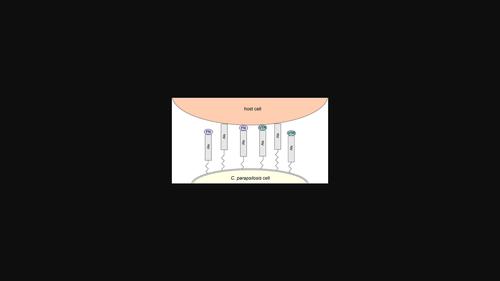 Candida parapsilosis cell wall proteins-CPAR2_404800 and CPAR2_404780-Are adhesins that bind to human epithelial and endothelial cells and extracellular matrix proteins.