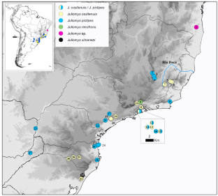 Systematics and biogeography of the Atlantic Forest endemic genus Juliomys (Rodentia: Cricetidae): A test of diversification hypothesis using mitochondrial data