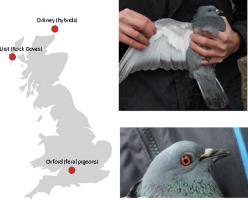 Parasite exchange and hybridisation at a wild-feral-domestic interface