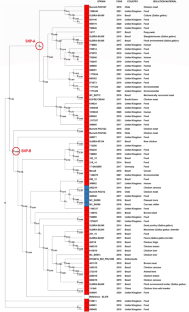 Genomic analyses of drug-resistant Salmonella enterica serovar Heidelberg strains isolated from meat and related sources between 2013 and 2017 in the south region of Brazil.