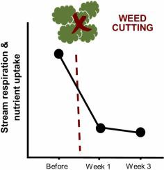 Macrophyte removal affects nutrient uptake and metabolism in lowland streams