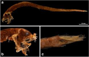 Eustomias shunyo, a new species of barbeled dragonfish (Stomiiformes, Stomiidae) from the western North Pacific