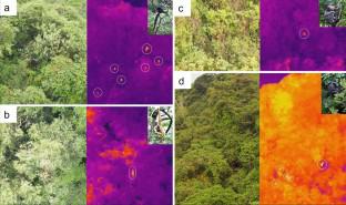 Unmanned aerial vehicles (UAVs) with thermal infrared (TIR) sensors are effective for monitoring and counting threatened Vietnamese primates.