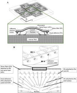 Impact of disturbed flow and arterial stiffening on mechanotransduction in endothelial cells