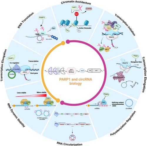 Exploring the interplay between PARP1 and circRNA biogenesis and function.