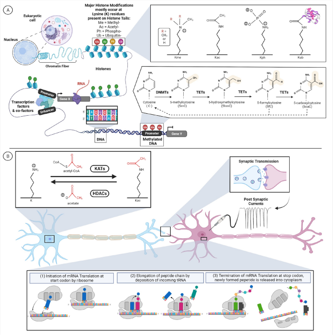 The omics era: a nexus of untapped potential for Mendelian chromatinopathies.