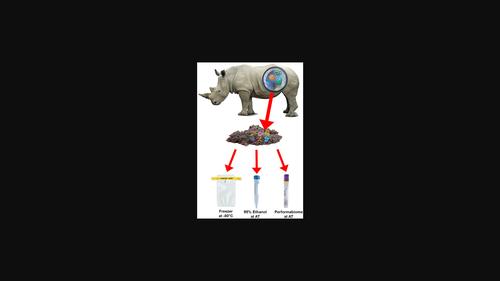 Effect of fecal preservation method on captive southern white rhinoceros gut microbiome