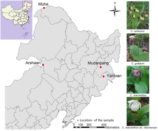 Mycorrhizal diversity and community composition in co-occurring Cypripedium species.