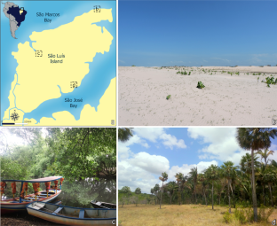 Checklist of Malpighiaceae on São Luís Island, Maranhão, Brazil: the absence of collections impacts the knowledge and conservation of the Island flora