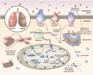 Role of cellular senescence in inflammatory lung diseases