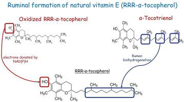 Formation of RRR-α-tocopherol in rumen and intestinal digestibility of tocopherols in dairy cows