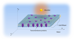 Thermal transport across membranes and the Kapitza length from photothermal microscopy