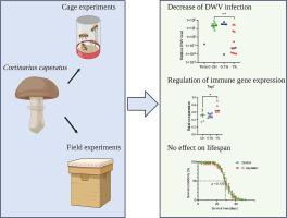 Alcohol extract of the gypsy mushroom (Cortinarius caperatus) inhibits the development of Deformed wing virus infection in western honey bee (Apis mellifera)