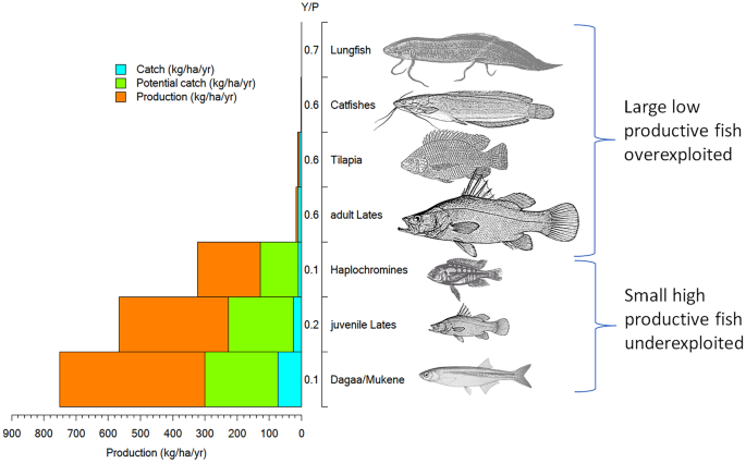 Putting small fish on the table: the underutilized potential of small indigenous fish to improve food and nutrition security in East Africa