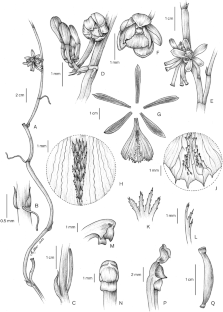 Vanilla calamitosa (Orchidaceae), a new aphyllous species from eastern Brazil