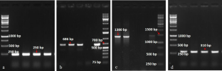 Diagnostic PCR-based markers for biotic stress resistance breeding in potatoes (Solanum tuberosum L.)