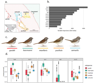 Evolutionary divergence and adaptive capacity in morphologically distinct song sparrow subspecies