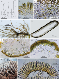 Macroalgal Flora Findings in Peter the Great Bay, of the Sea of Japan