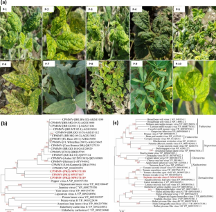 Metagenomic study for the identification of viruses infecting soybean in Pakistan