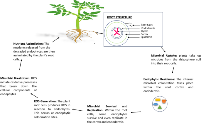 Communication between plant roots and the soil microbiome; involvement in plant growth and development