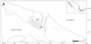 Sexual dimorphism in the fish Dormitator maculatus (Teleosti: Eleotridae) from Alvarado Lagoon, Veracruz, Mexico