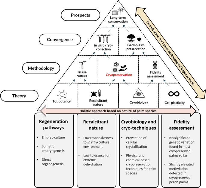 A practical framework for the cryopreservation of palm species