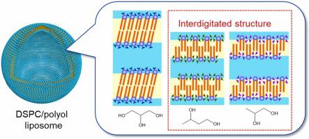 Effect of polyols on membrane structures of liposomes: A study using small-angle X-ray scattering data and generalized indirect Fourier transformation