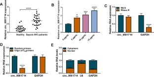 Circ_0001714 knockdown alleviates lipopolysaccharide-induced apoptosis and inflammation in renal tubular epithelial cells via miR-129-5p/TRAF6 axis in septic acute kidney injury.