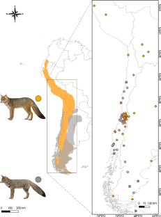 Species delimitation and intraspecific diversification in recently diverged South American foxes