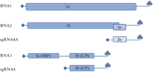 Analysis of the Complete Tomato Aspermy Virus Genomes Suggests Reassortment in Russian Isolates from Chrysanthemum