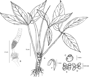 Typhonium hangiae (Araceae: Aroideae: Areae), a new species from Central Vietnam with a key to Vietnamese species of the genus