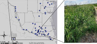 Soil conditions regulate the patterns of root colonization by fungal endophytes in Guinea grass (Megathyrsus maximus)