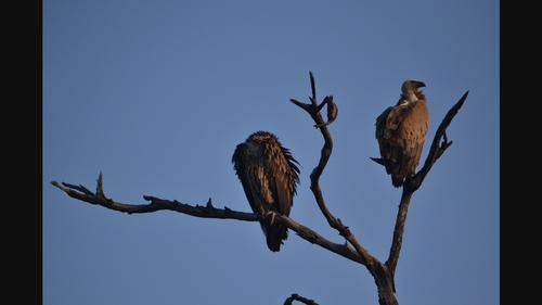 Carrion converging: Skull shape predicts feeding ecology in vultures