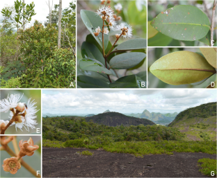 Two new remarkable species of Myrcia sect. Aguava (Myrtaceae, Myrteae) from the Brazilian Atlantic and Amazon forests