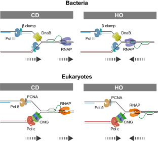 Looping out of control: R-loops in transcription-replication conflict.