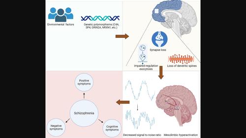 Synaptic dysfunction in schizophrenia.