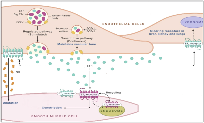 Dual Endothelin Antagonism with Aprocitentan as a Novel Therapeutic Approach for Resistant Hypertension.