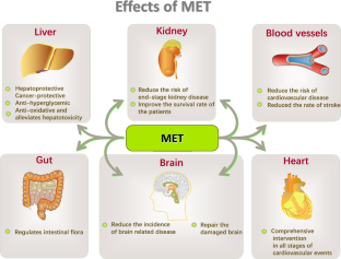 The function, mechanisms, and clinical applications of metformin: potential drug, unlimited potentials