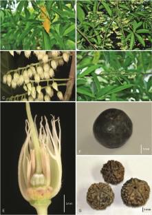 Resolving the long-standing confusion surrounding Elaeocarpus ganitrus: typification of four associated binomials and resurrection of Elaeocarpus sphaericus