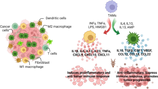 The role of macrophages in the tumor microenvironment and tumor metabolism.