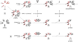 Non-random chromosome segregation and chromosome eliminations in the fly Bradysia (Sciara).